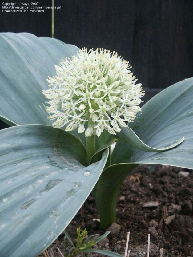 Allium Karataviense 'Ivory Queen'